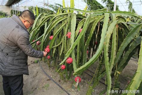 穏 火龍果葉子